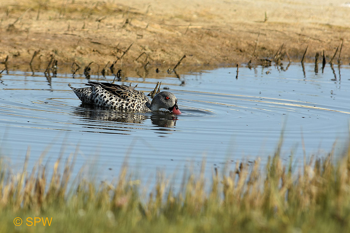 West Coast Cape Teal Taken in west coast national park, South Africa in September 2016 Anas capensis,Cape Teal,Geotagged,South Africa,West Coast NP,spring