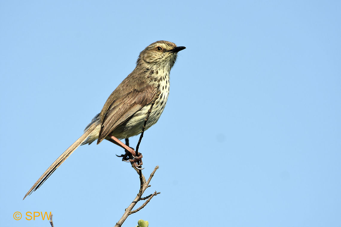 West Coast Karoo Prinia Taken in west coast national park, South Africa in September 2016 Geotagged,Karoo Prinia,Prinia maculosa,South Africa,West Coast NP,spring