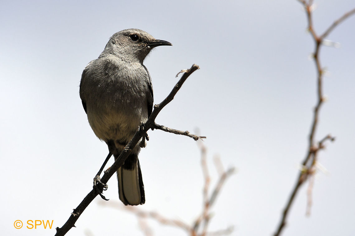 Mountain wheatear, South Africa This was taken in september 2016 in Karoo national park, South Africa Geotagged,Karoo NP,Mountain Wheatear,Mountain wheatear,Myrmecocichla monticola,South Africa,spring