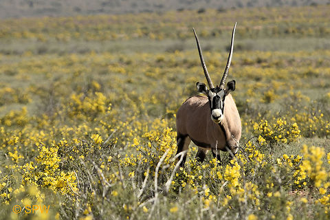 Gemsbok in field of yellow flowers, South Africa This was taken in september 2016 in Karoo national park, South Africa Gemsbok,Geotagged,Karoo NP,Oryx gazella,South Africa,spring