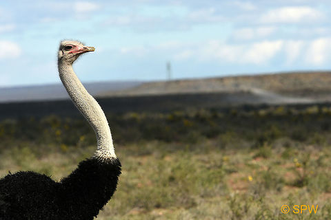 Ostrich, South Africa This was taken in september 2016 in Karoo national park, South Africa Geotagged,Karoo NP,Ostrich,South Africa,Struthio camelus,spring