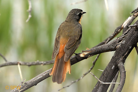 Cape Robin-Chat, South Africa This was taken in september 2016 in Karoo national park, South Africa Cape Robin-Chat,Cossypha caffra,Geotagged,Karoo NP,South Africa,spring
