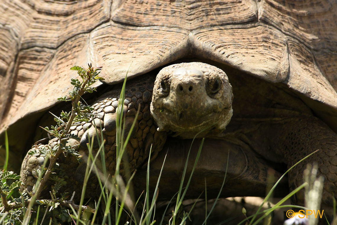 Leopard tortoise, South Africa This was taken in september 2016 in Karoo national park, South Africa Geotagged,Karoo NP,Leopard Tortoise,Leopard tortoise,South Africa,Stigmochelys pardalis,spring