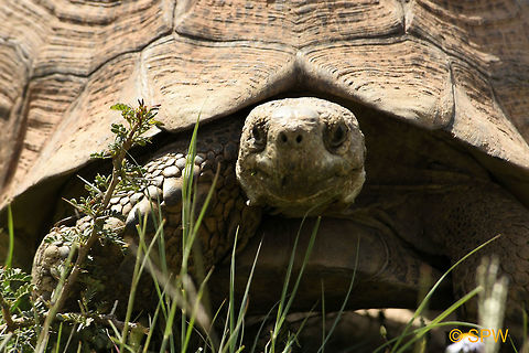 Leopard tortoise, South Africa This was taken in september 2016 in Karoo national park, South Africa Geotagged,Karoo NP,Leopard Tortoise,Leopard tortoise,South Africa,Stigmochelys pardalis,spring