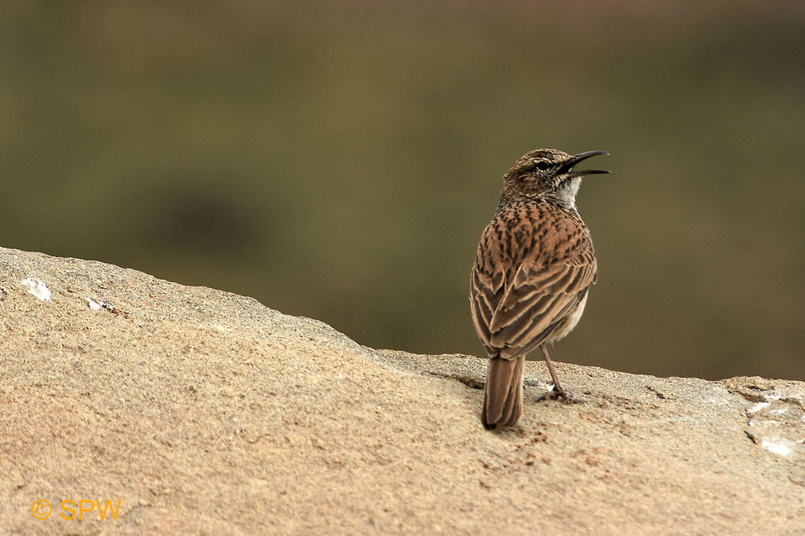 Karoo long-billed lark, South Africa This was taken in september 2016 in Karoo national park, South Africa Certhilauda subcoronata,Geotagged,Karoo Long-billed Lark,Karoo NP,Karoo long-billed lark,Long-billed curlew,Numenius americanus,South Africa,spring