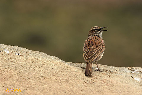 Karoo long-billed lark, South Africa This was taken in september 2016 in Karoo national park, South Africa Certhilauda subcoronata,Geotagged,Karoo Long-billed Lark,Karoo NP,Karoo long-billed lark,Long-billed curlew,Numenius americanus,South Africa,spring