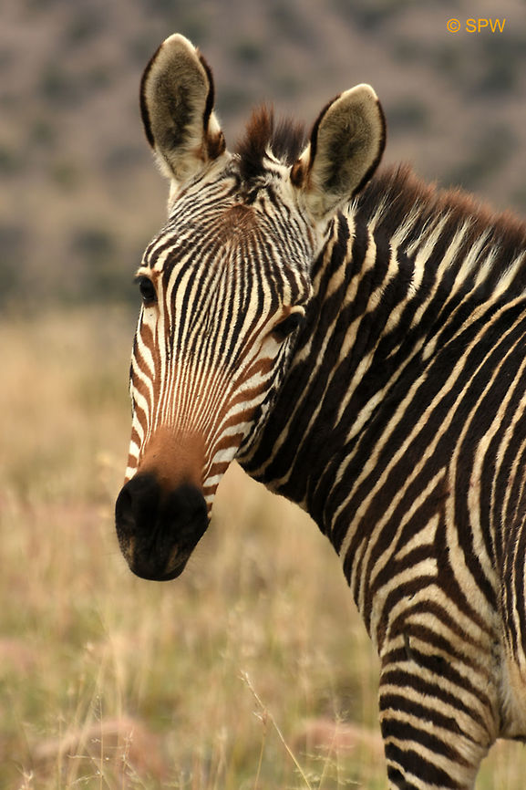 Mountain_Zebra This was taken in Mountain Zebra National Park, South Africa in September 2016. Equus zebra,Geotagged,Mountain Zebra,Mountain Zebra NP,Mountain zebra,South Africa,South Africa-2016,spring