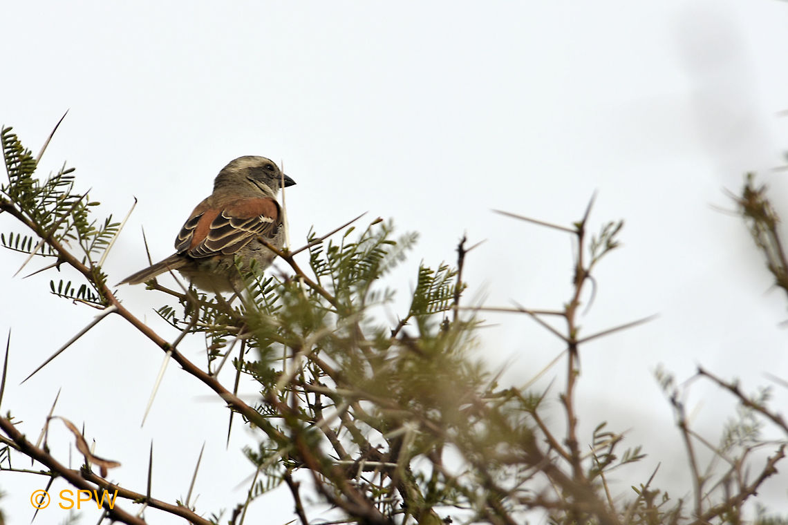 Cape_Sparrow This was taken in Mountain Zebra National Park, South Africa in September 2016. Cape Sparrow,Geotagged,Mountain Zebra NP,Passer melanurus,South Africa,South Africa-2016,spring