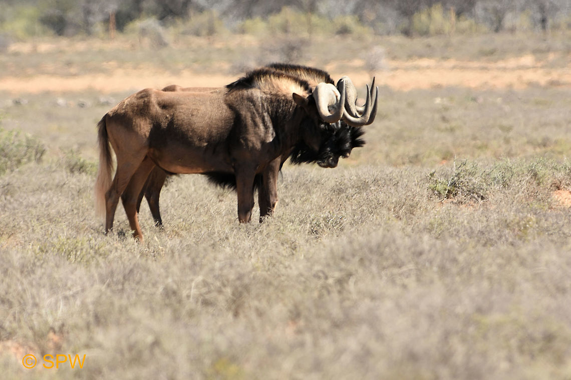 Black_Wildebeest This was taken in Camdeboo National Park, South Africa in September 2016. Black Wildebeest,Black wildebeest,Cambadoo NP,Connochaetes gnou,Geotagged,South Africa,South Africa-2016,spring