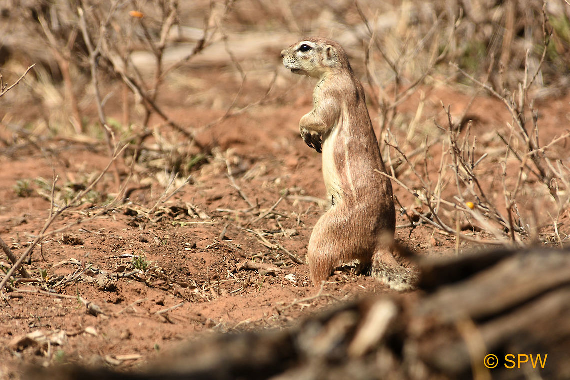 Ground_Squirrel This was taken in Camdeboo National Park, South Africa in September 2016. Cambadoo NP,Cape ground squirrel,Geotagged,Ground Squirrel,South Africa,South Africa-2016,Xerus inauris,spring