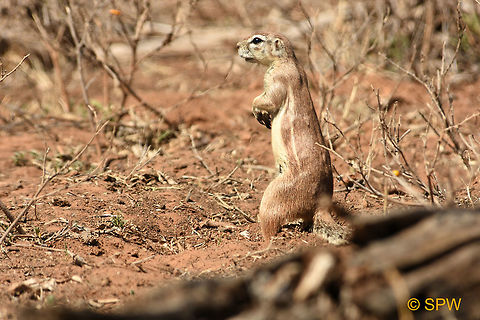 Ground_Squirrel This was taken in Camdeboo National Park, South Africa in September 2016. Cambadoo NP,Cape ground squirrel,Geotagged,Ground Squirrel,South Africa,South Africa-2016,Xerus inauris,spring