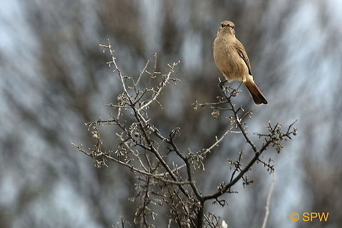 Familiar_Chat This was taken in Mountain Zebra National Park, South Africa in September 2016. Cercomela  familiaris,Familiar Chat,Familiar chat,Geotagged,Mountain Zebra NP,South Africa,South Africa-2016,spring