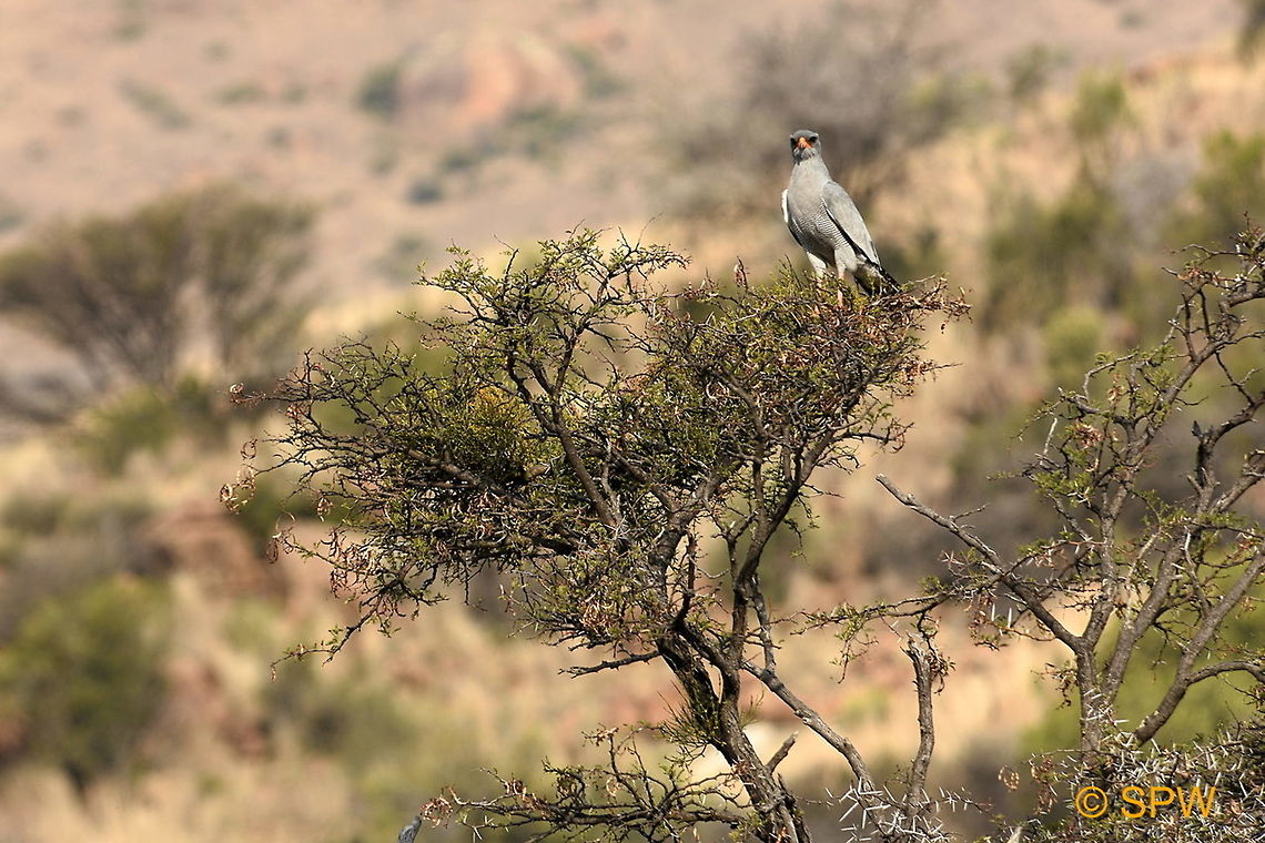 Southern_Pale_Chanting_Goshawk This was taken in Mountain Zebra National Park, South Africa in September 2016. Geotagged,Melierax canorus,Mountain Zebra NP,Pale chanting goshawk,South Africa,South Africa-2016,Southern Pale Chanting Goshawk,spring