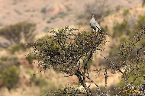 Southern_Pale_Chanting_Goshawk This was taken in Mountain Zebra National Park, South Africa in September 2016. Geotagged,Melierax canorus,Mountain Zebra NP,Pale chanting goshawk,South Africa,South Africa-2016,Southern Pale Chanting Goshawk,spring