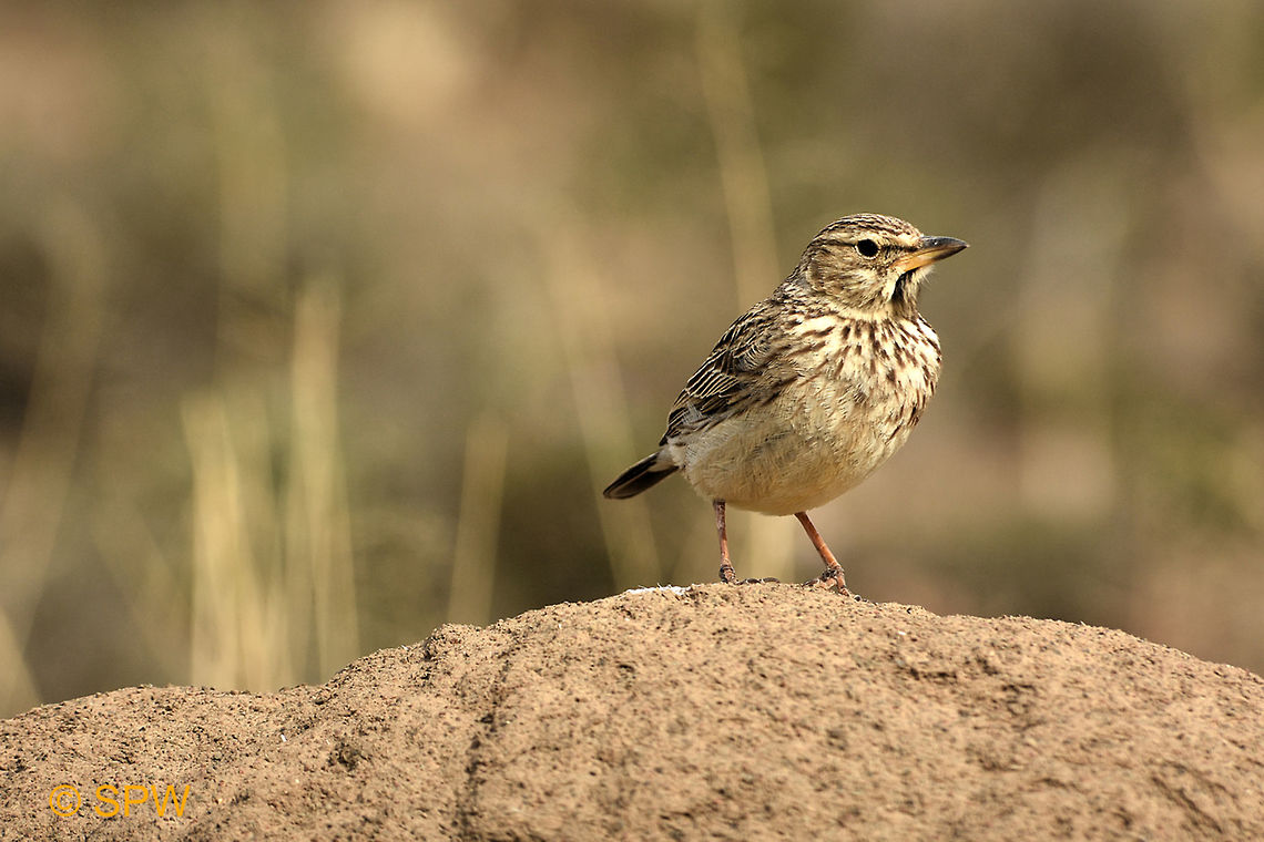 African_Pipit This was taken in Mountain Zebra National Park, South Africa in September 2016. African Pipit,African pipit,Anthus cinnamomeus,Geotagged,Mountain Zebra NP,South Africa,South Africa-2016,spring