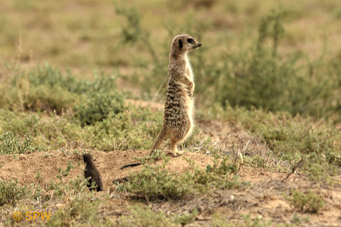 Suricate / Meerkat This was taken in Mountain Zebra National Park, South Africa in September 2016. Geotagged,Meerkat,Mountain Zebra NP,South Africa,South Africa-2016,Suricata suricatta,spring