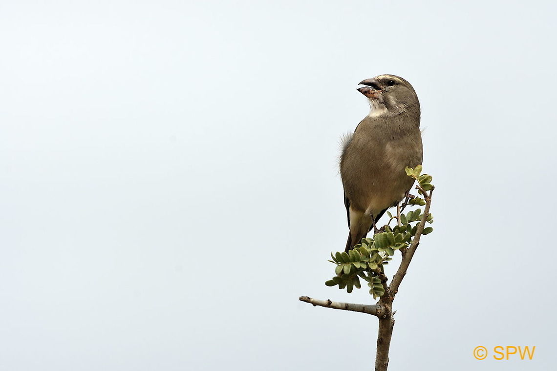 Streaky-headed_Seedeater This was taken in Addo Elephant National Park, South Africa in September 2016. Addo Elephant NP,Crithagra gularis,Geotagged,South Africa,South Africa-2016,Streaky-headed Seedeater,Streaky-headed seedeater,spring