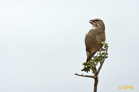 Streaky-headed_Seedeater This was taken in Addo Elephant National Park, South Africa in September 2016. Addo Elephant NP,Crithagra gularis,Geotagged,South Africa,South Africa-2016,Streaky-headed Seedeater,Streaky-headed seedeater,spring