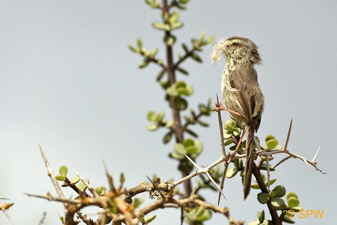 Karoo_Prinia This was taken in Addo Elephant National Park, South Africa in September 2016. Addo Elephant NP,Geotagged,Karoo Prinia,Prinia maculosa,South Africa,South Africa-2016,spring