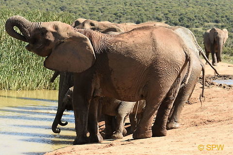 Thirsty Elephants This was taken in Addo Elephant National Park, South Africa in September 2016. Addo Elephant NP,African Elephant,African bush elephant,Geotagged,Loxodonta africana,South Africa,South Africa-2016,spring