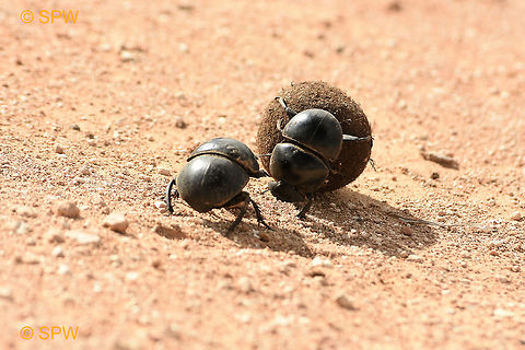Flightless Dung Beetle - Circellium bacchus This was taken in Addo Elephant National Park, South Africa in September 2016. Addo Elephant NP,Circellium bacchus,Flightless Dung Beetle,Flightless dung beetle,Geotagged,South Africa,South Africa-2016,spring