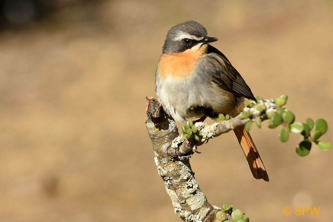 Cape_Robin-Chat This was taken in Addo Elephant National Park, South Africa in September 2016. Addo Elephant NP,Cape Robin-Chat,Cossypha caffra,Geotagged,South Africa,South Africa-2016,spring