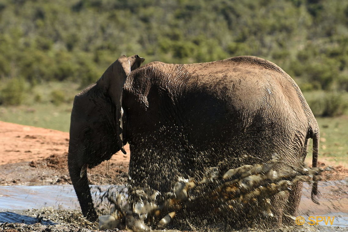 Playful Elephant This was taken in Addo Elephant National Park, South Africa in September 2016. Addo Elephant NP,African Elephant,African bush elephant,Geotagged,Loxodonta africana,South Africa,South Africa-2016,spring
