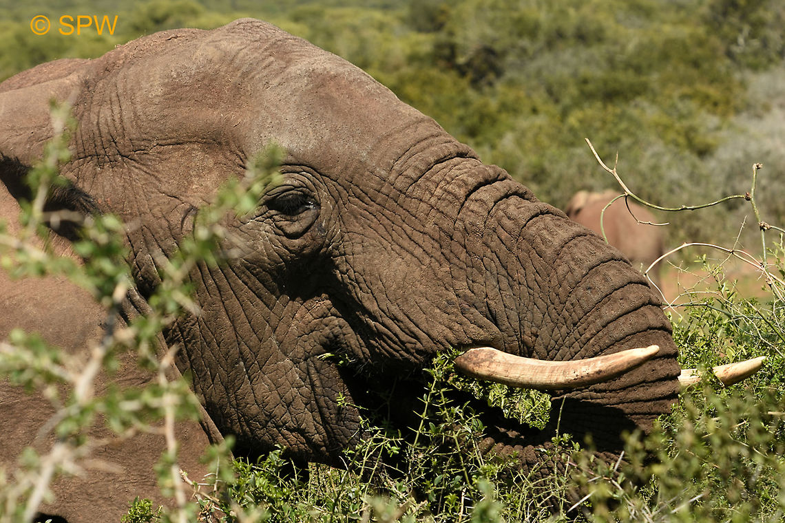 Hungry_Elephant This was taken in Addo Elephant National Park, South Africa in September 2016. Addo Elephant NP,African Elephant,African bush elephant,Geotagged,Loxodonta africana,South Africa,South Africa-2016,spring