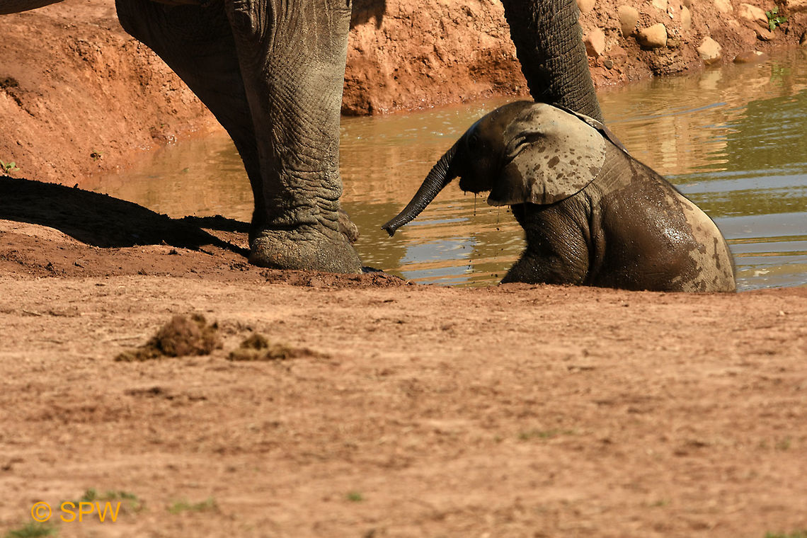 Baby_Elephant This was taken in Addo Elephant National Park, South Africa in September 2016. Addo Elephant NP,African Elephant,African bush elephant,Geotagged,Loxodonta africana,South Africa,South Africa-2016,spring