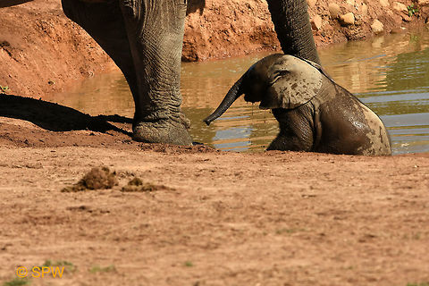 Baby_Elephant This was taken in Addo Elephant National Park, South Africa in September 2016. Addo Elephant NP,African Elephant,African bush elephant,Geotagged,Loxodonta africana,South Africa,South Africa-2016,spring