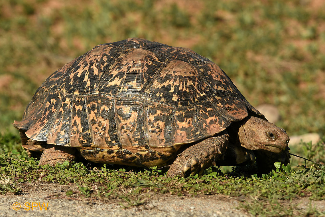 Leopard_Tortoise This was taken in Addo Elephant National Park, South Africa in September 2016. Addo Elephant NP,Geotagged,Leopard Tortoise,Leopard tortoise,South Africa,South Africa-2016,Stigmochelys pardalis,spring