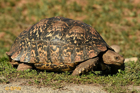 Leopard_Tortoise This was taken in Addo Elephant National Park, South Africa in September 2016. Addo Elephant NP,Geotagged,Leopard Tortoise,Leopard tortoise,South Africa,South Africa-2016,Stigmochelys pardalis,spring