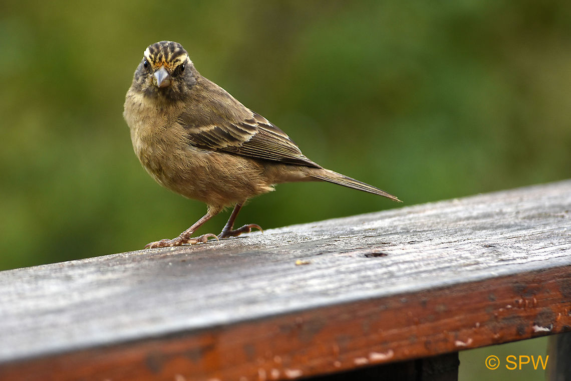 Wilderness_NP_Cape_Siskin This photo was taken in September 2016 in the Wilderness national park. Cape Siskin,Cape siskin,Crithagra totta,Geotagged,South Africa,South Africa-2016,Wilderness NP,Winter
