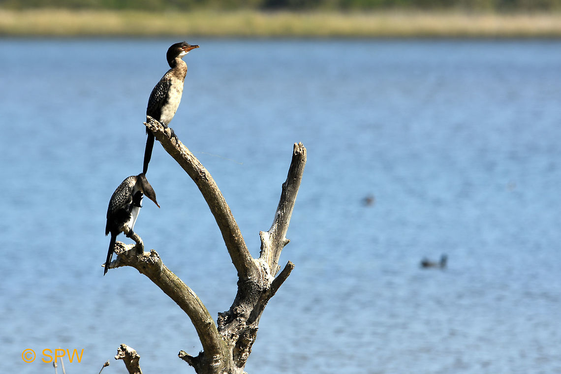 Wilderness_NP_Reed_Cormorant This photo was taken in September 2016 in the Wilderness national park. Geotagged,Microcarbo africanus,Reed Cormorant,Reed cormorant,South Africa,South Africa-2016,Wilderness NP,Winter