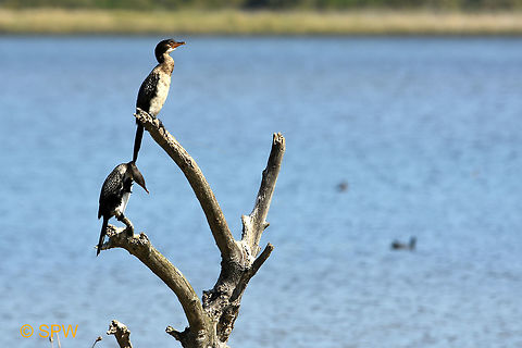 Wilderness_NP_Reed_Cormorant This photo was taken in September 2016 in the Wilderness national park. Geotagged,Microcarbo africanus,Reed Cormorant,Reed cormorant,South Africa,South Africa-2016,Wilderness NP,Winter
