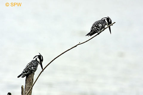 Wilderness_NP_Pied_Kingfisher This photo was taken in September 2016 in the Wilderness national park. Ceryle rudis,Geotagged,Pied Kingfisher,South Africa,South Africa-2016,Wilderness NP,Winter