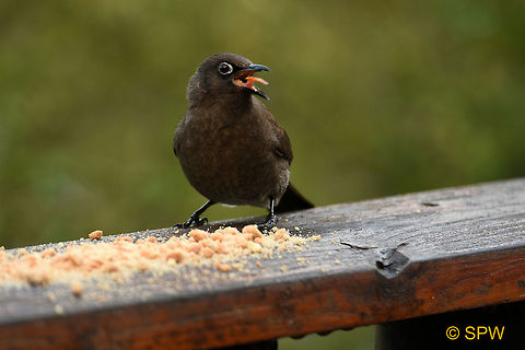 Wilderness_NP_Cape_Bulbul This photo was taken in September 2016 in the Wilderness national park. Cape Bulbul,Geotagged,Pycnonotus capensis,South Africa,South Africa-2016,Wilderness NP,Winter