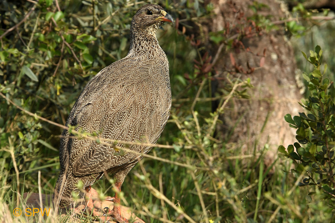 Bontebok_NP_Cape_Spurfowl This photo was taken in September 2016 in the Bontebok national park. Bontebok NP,Cape Spurfowl,Geotagged,Pternistis capensis,South Africa,South Africa-2016,Winter