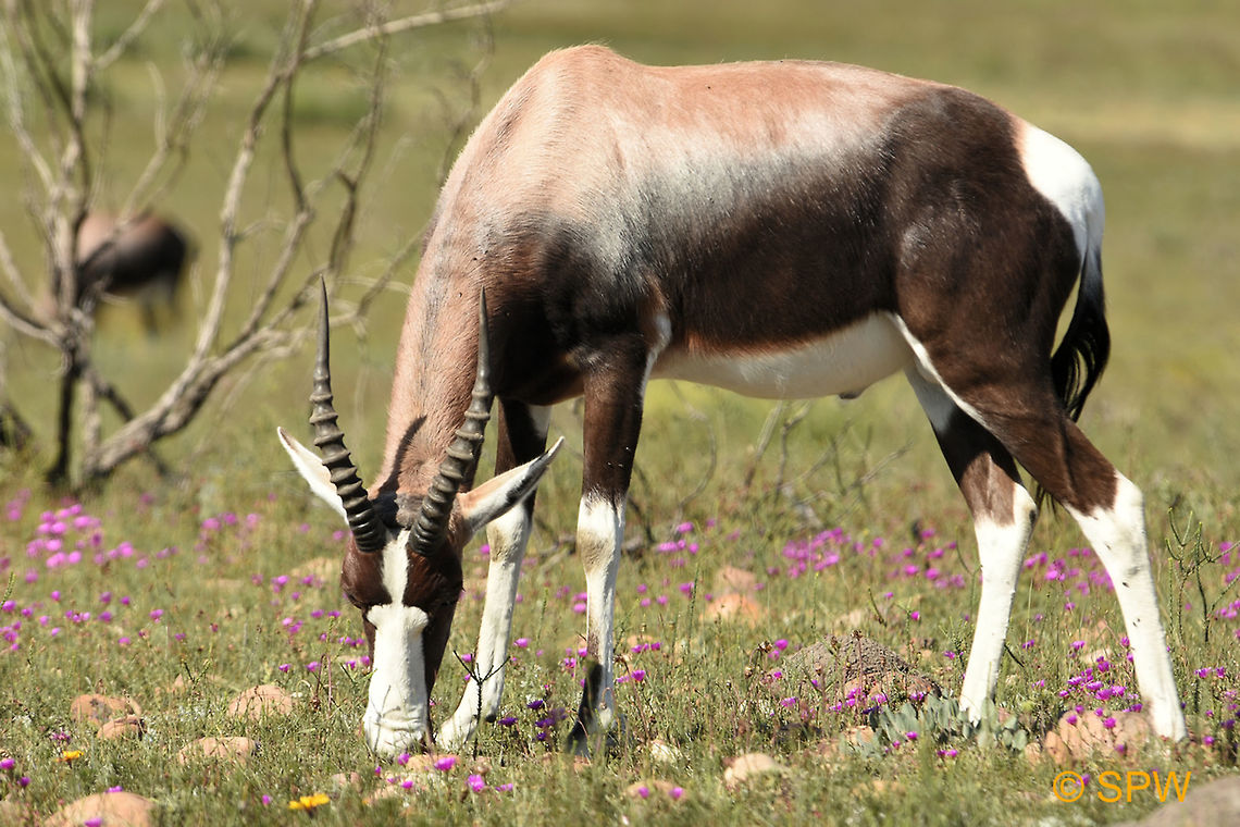 Bontebok_NP_Bontebok This photo was taken in September 2016 in the Bontebok national park. Bontebok,Bontebok NP,Damaliscus pygargus,Geotagged,South Africa,South Africa-2016,Winter
