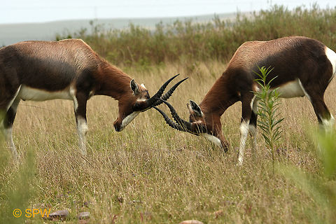 Bontebok_NP_Bontebok playtime This photo was taken in September 2016 in the Bontebok national park. Two young Bonteboks playing more than anything. Bontebok,Bontebok NP,Damaliscus pygargus,Geotagged,South Africa,South Africa-2016,Winter