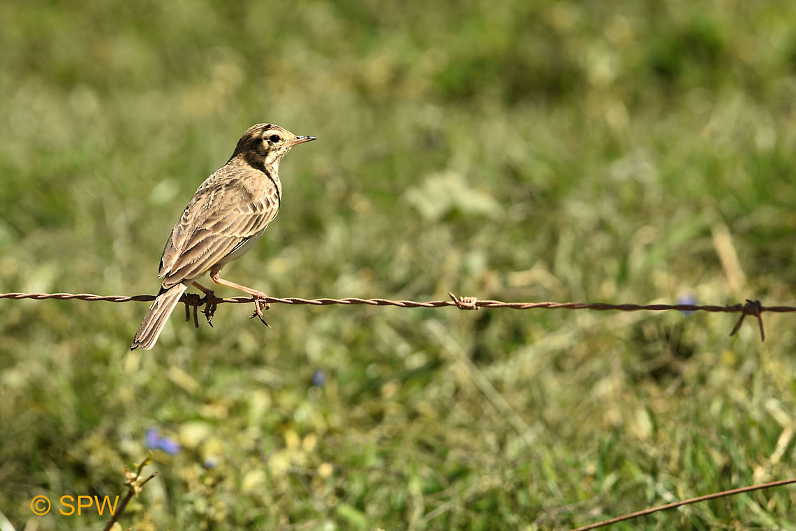 De_Hoop, Long-billed_Pipit This was taken in september 2016 in De Hoop National Park, South Africa. Anthus similis,De Hoop NP,Geotagged,Long-billed Pipit,Long-billed pipit,South Africa,South Africa-2016,Spring