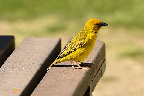 De_Hoop, Cape_Weaver This was taken in september 2016 in De Hoop National Park, South Africa. Cape Weaver,De Hoop NP,Geotagged,Ploceus capensis,South Africa,South Africa-2016,Spring