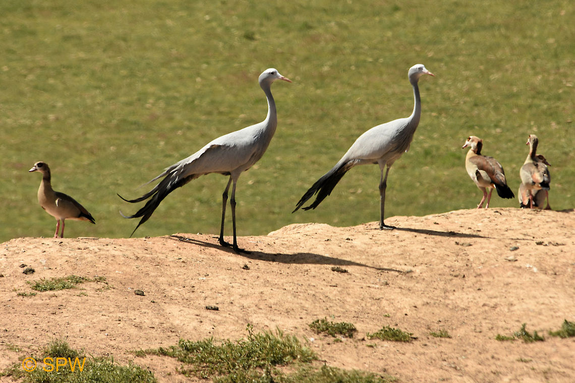 De_Hoop, Blue_Crane This was taken in september 2016 in De Hoop National Park, South Africa. Anthropoides paradiseus,Blue Crane,De Hoop NP,Geotagged,South Africa,South Africa-2016,Spring