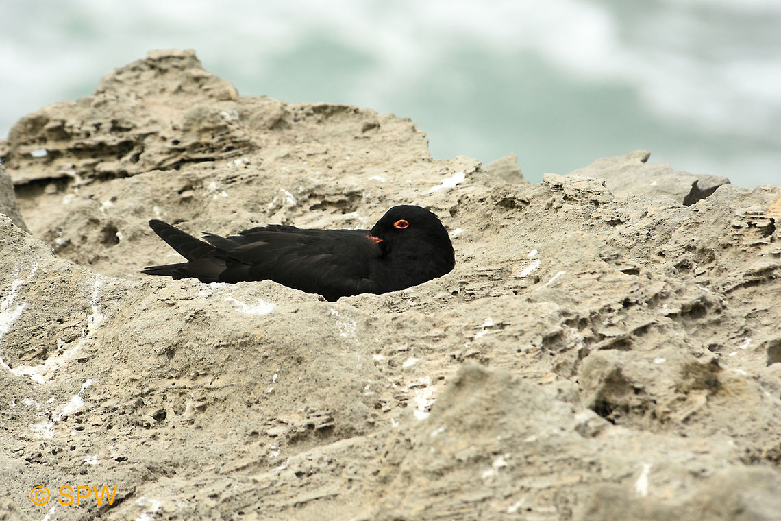De_Hoop, African_Black_Oystercatcher This was taken in september 2016 in De Hoop National Park, South Africa. African Black Oystercatcher,African oystercatcher,De Hoop NP,Geotagged,Haematopus moquini,South Africa,South Africa-2016,Spring