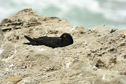 De_Hoop, African_Black_Oystercatcher This was taken in september 2016 in De Hoop National Park, South Africa. African Black Oystercatcher,African oystercatcher,De Hoop NP,Geotagged,Haematopus moquini,South Africa,South Africa-2016,Spring