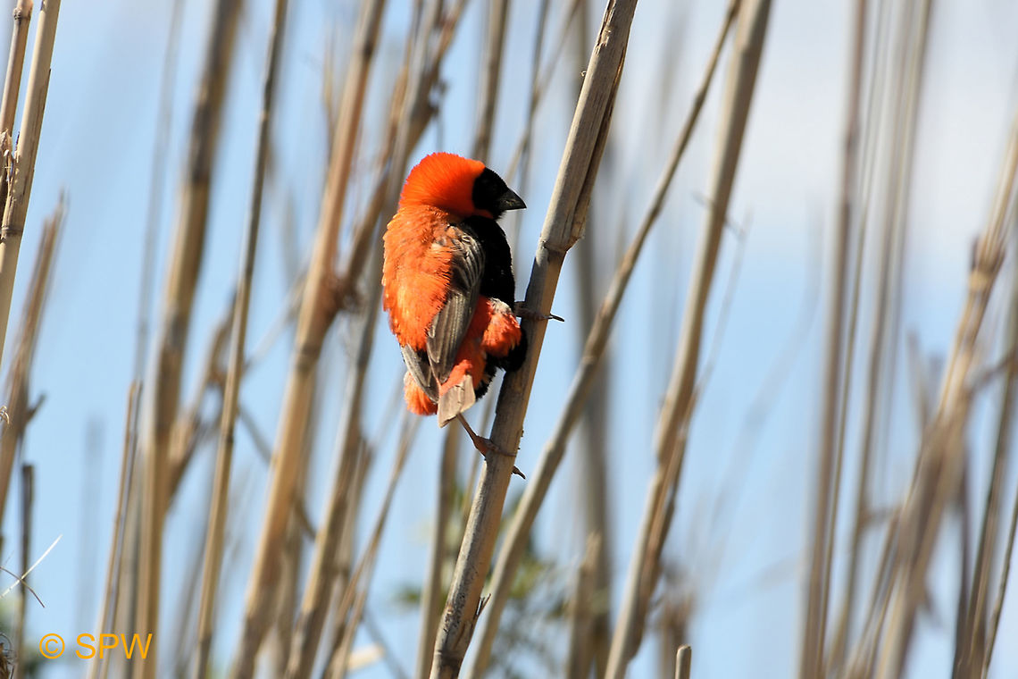 De_Hoop, Southern_Red_Bishop This was taken in september 2016 in De Hoop National Park, South Africa. De Hoop NP,Euplectes orix,Geotagged,South Africa,South Africa-2016,Southern Red Bishop,Spring