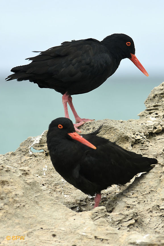 De_Hoop, African_Black_Oystercatcher This was taken in september 2016 in De Hoop National Park, South Africa. African Black Oystercatcher,African oystercatcher,De Hoop NP,Geotagged,Haematopus moquini,South Africa,South Africa-2016,Spring