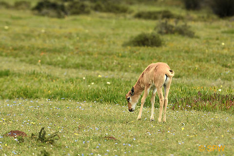 De_Hoop, Bontebok This was taken in september 2016 in De Hoop National Park, South Africa. Bontebok,Bontebok NP,Damaliscus pygargus,De Hoop NP,Geotagged,South Africa,South Africa-2016,Spring