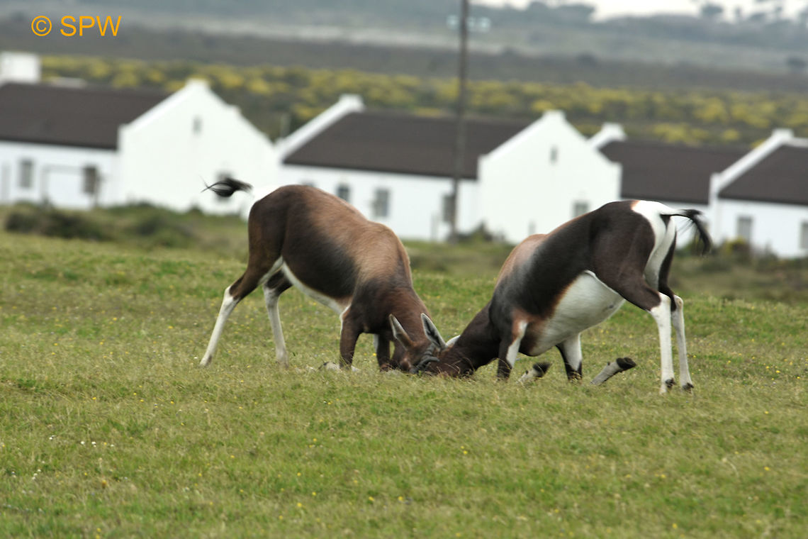 De_Hoop, Bontebok This photo was taken in september 2016 in De Hoop National Park, South Africa. Bontebok,Damaliscus pygargus,De Hoop NP,Geotagged,South Africa,South Africa-2016,Spring
