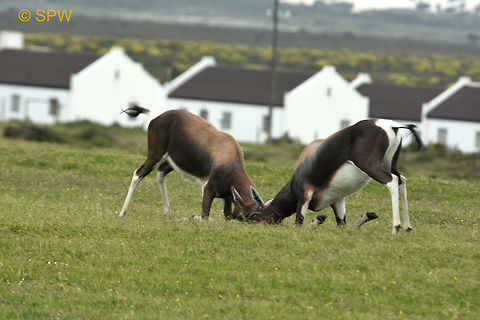 De_Hoop, Bontebok This photo was taken in september 2016 in De Hoop National Park, South Africa. Bontebok,Damaliscus pygargus,De Hoop NP,Geotagged,South Africa,South Africa-2016,Spring